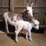 The Rich History and Heritage of Donkeys in the United States